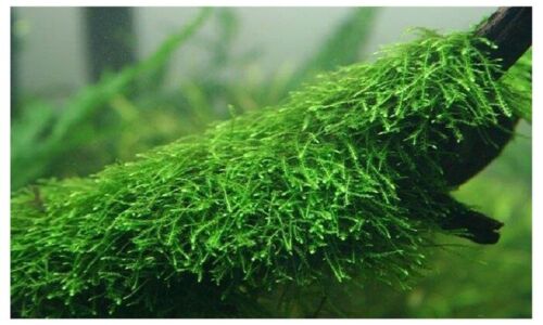 Java moss