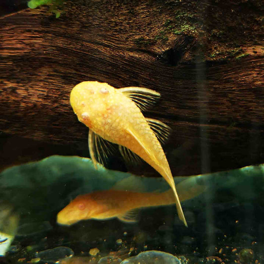 Bristlenose Pleco Albino - FreshWaterAquatica.com