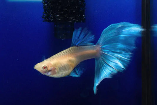 Blue Topaz guppy - FreshWaterAquatica.com