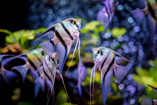 Zebra angel  fish - FreshWaterAquatica.com