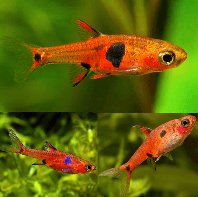 Maculata Dwarf Spotted Red Rasbora | FRESHWATERAQUATICA