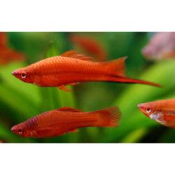 Swordtail Fish  Red - FreshWaterAquatica.com