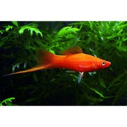 RED Coral Swordtail Fish - FreshWaterAquatica.com