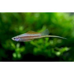 Pineapple Swordtail Fish - FreshWaterAquatica.com