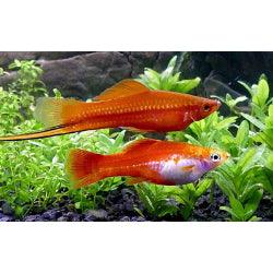 Orange red  Swordtail Fish - FreshWaterAquatica.com