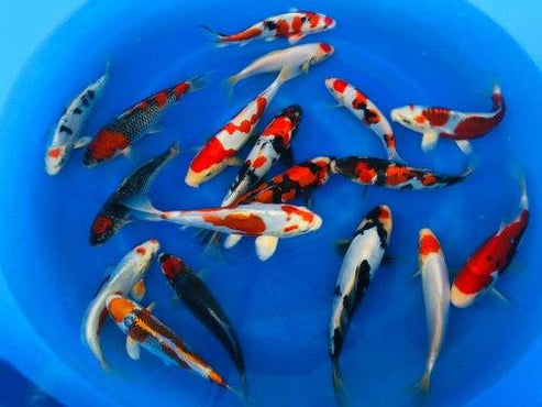 Tri Color Imported Koi | FRESHWATERAQUATICA