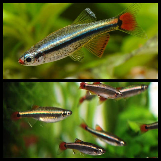 Mountain minnow - FreshWaterAquatica.com