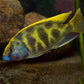 Venus Cichlid - FreshWaterAquatica.com