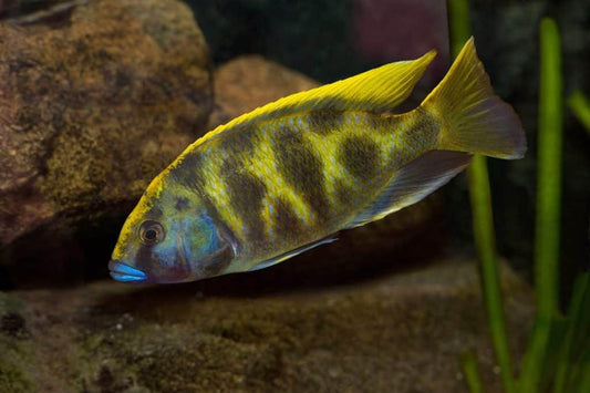 Venus Cichlid - FreshWaterAquatica.com