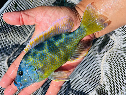 Venus Cichlid xxl - FreshWaterAquatica.com