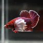 Elephant ear Betta - FreshWaterAquatica.com