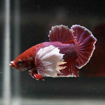 Elephant ear Betta - FreshWaterAquatica.com