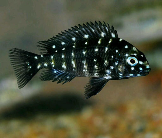 Spotted Dubosi Tropheus duboisi (White-Spotted Cichlid) - FreshWaterAquatica.com